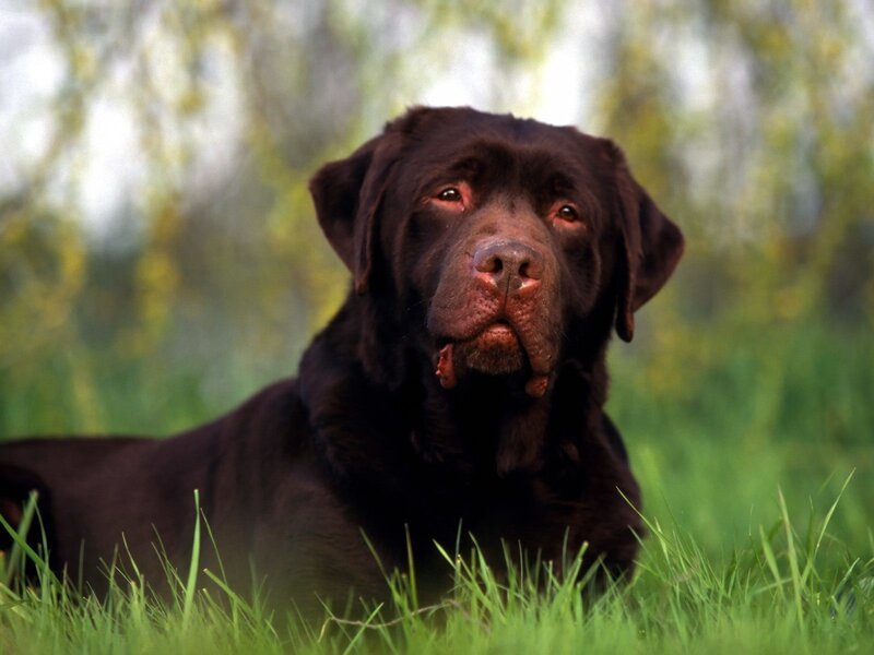 Black Labrador in Grass — Brown, Calm