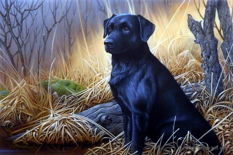 Black Labrador in Grass — Calm