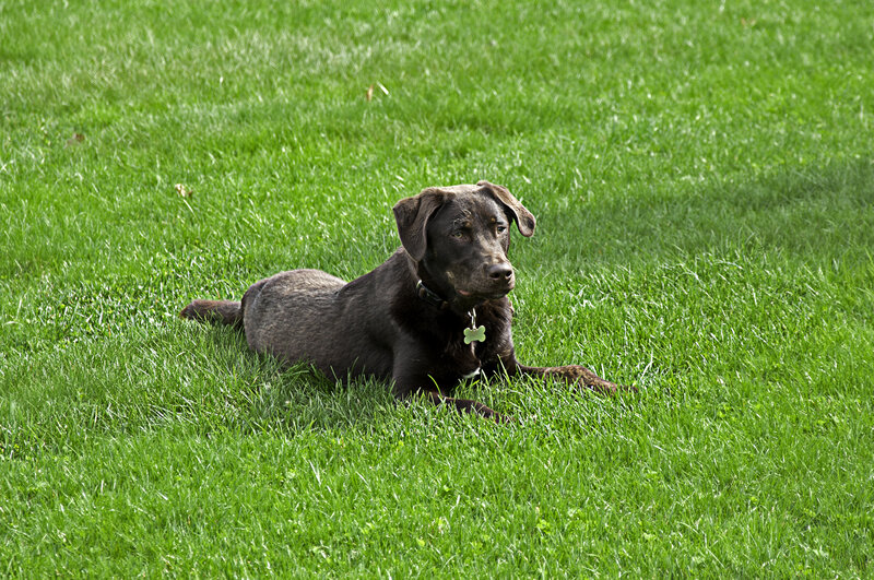 Black Labrador in Grass — Green, Calm, Afternoon, Photograph