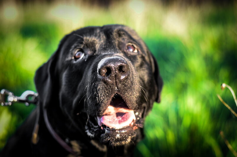 Black Labrador in Grass — Green, Calm, Afternoon