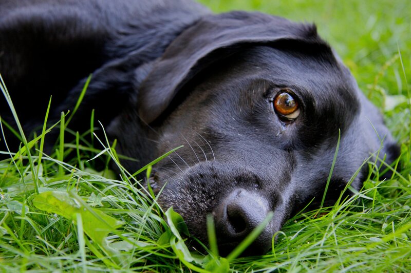 Black Labrador in Grass — Green, Calm