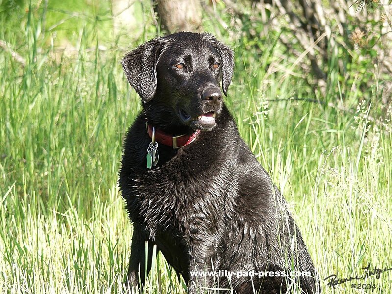 Black Labrador in Grass — Green