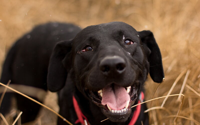 Black Labrador in Grass — Playful