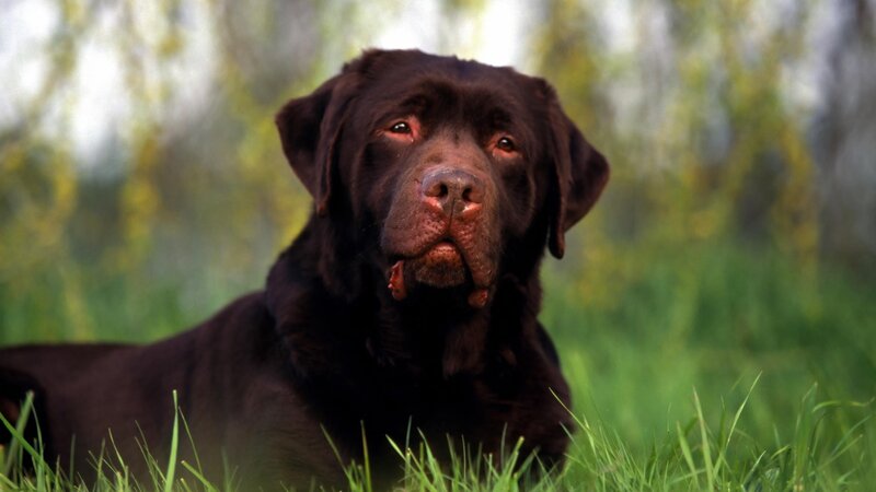 black labrador in grass