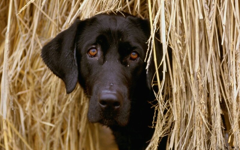 Black Labrador in Hay