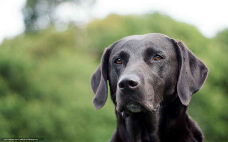 black labrador in nature