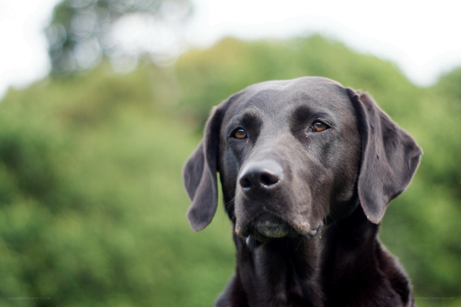 black labrador in nature