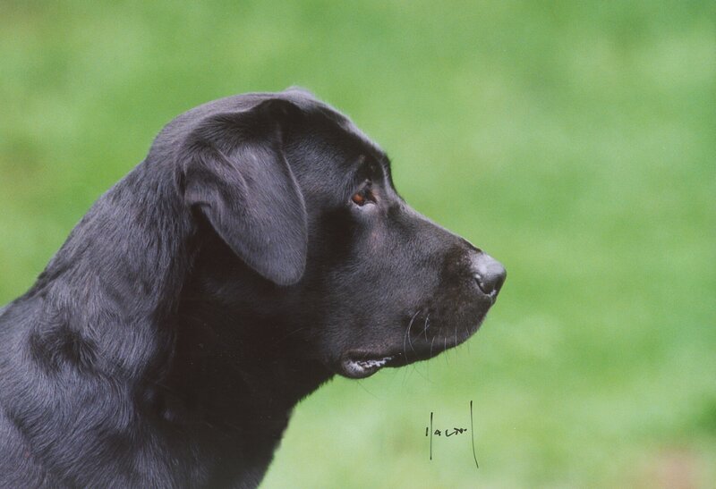 black labrador in profile