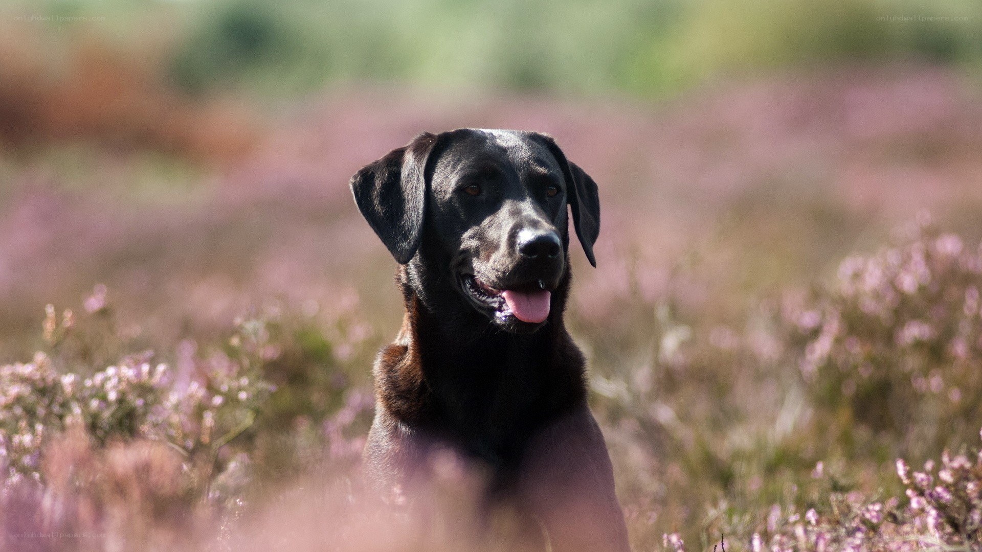black labrador in purple heather
