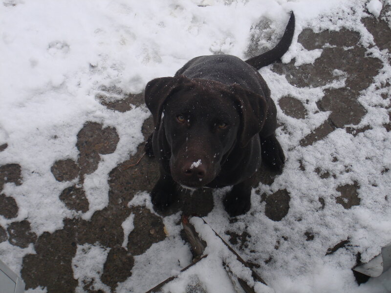 Black Labrador in Snow — Calm