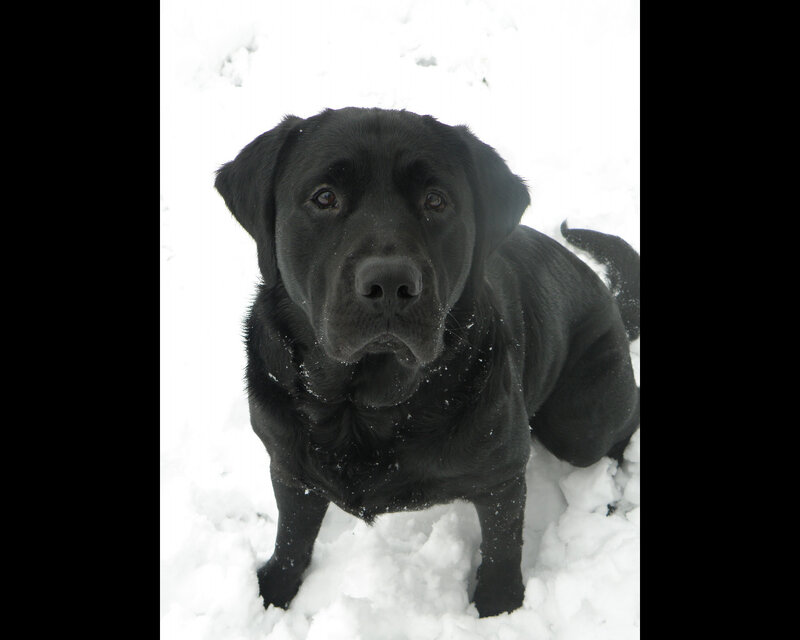 Black Labrador in Snow — Calm, Winter