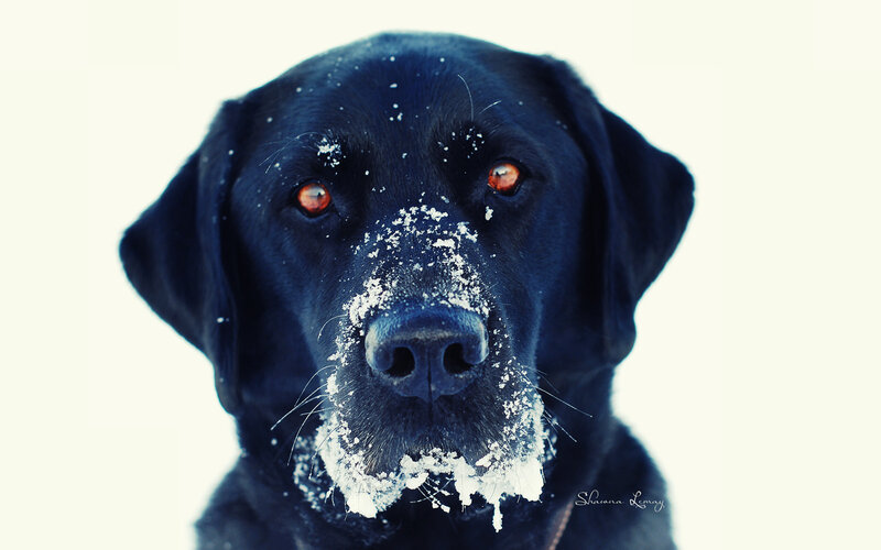 Black Labrador in Snow — Cold