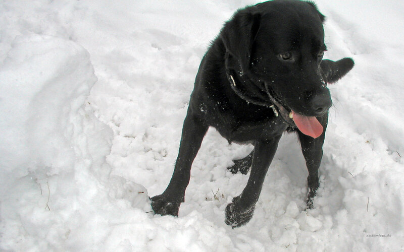 Black Labrador in Snow