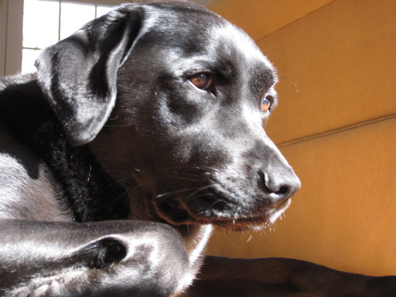 black labrador in sunlight