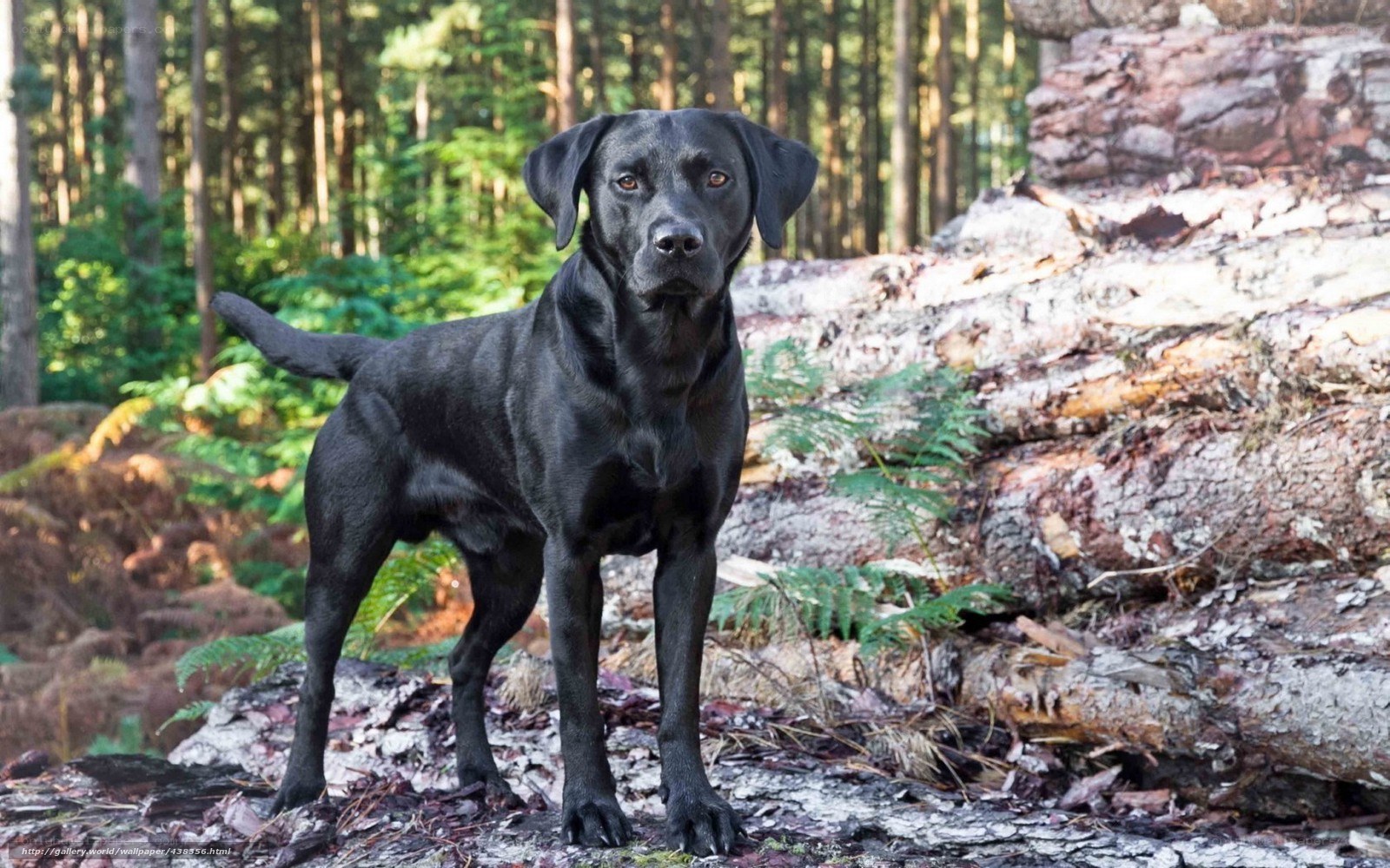 Black Labrador in the Forest