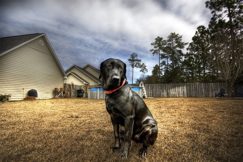 Black Labrador in Yard