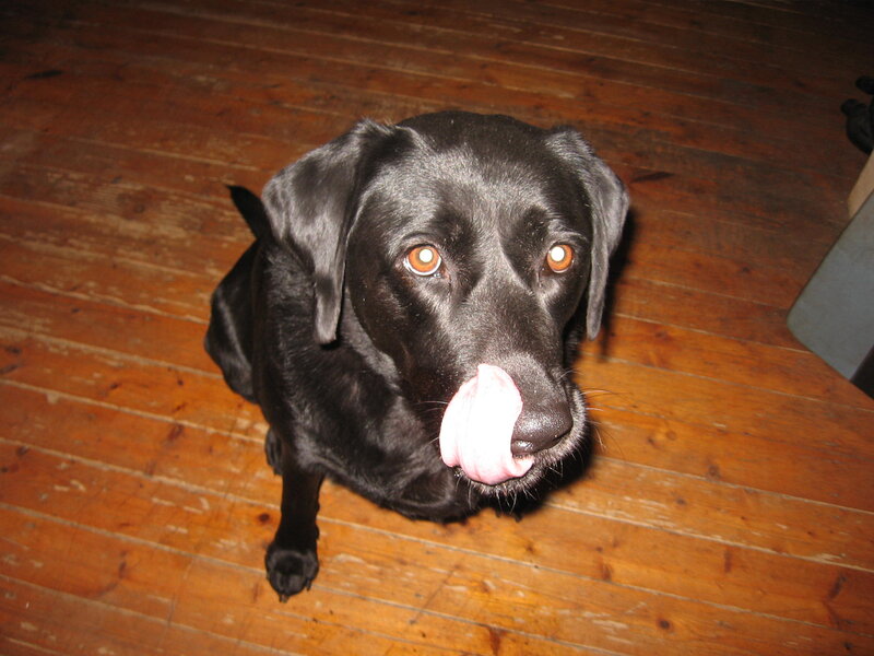 Black Labrador Licking Nose