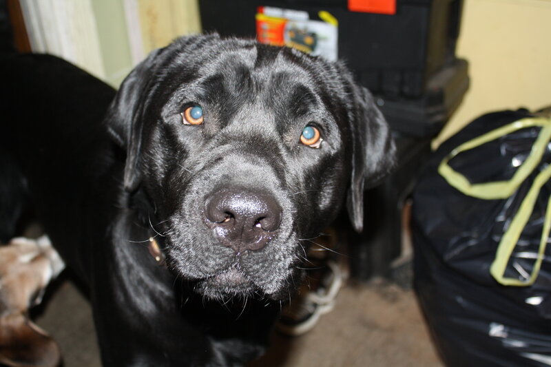 black labrador looking up