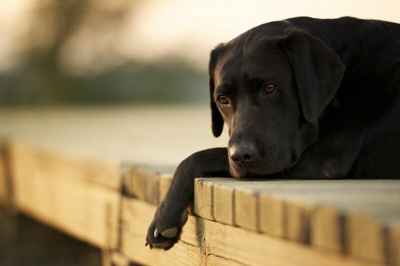 Black Labrador on a wooden dock