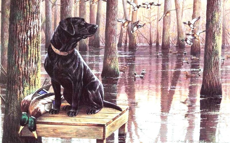 Black Labrador on Dock