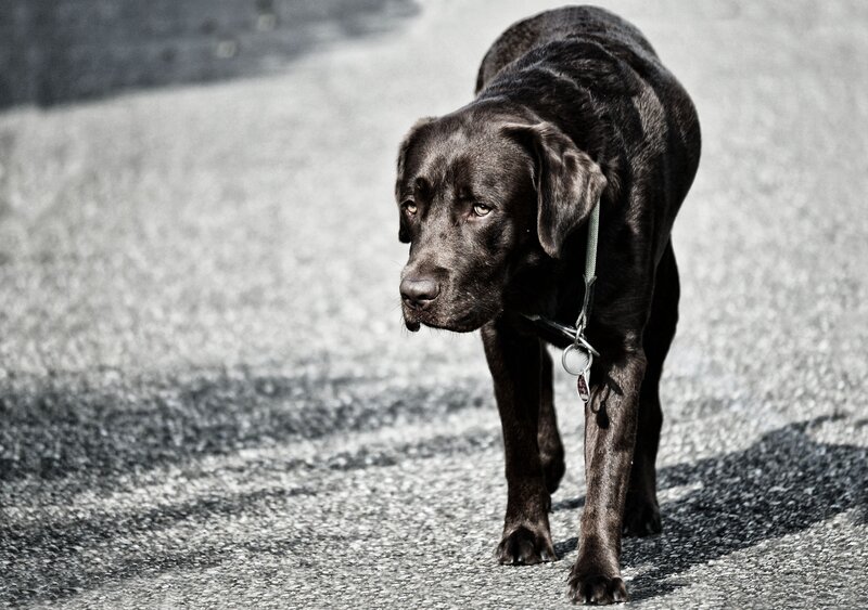 Black Labrador on Pavement — Dramatic