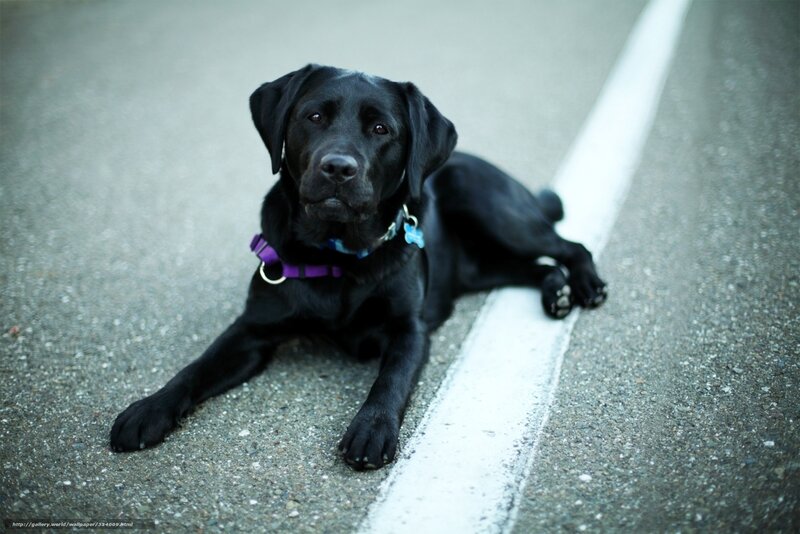 black labrador on pavement