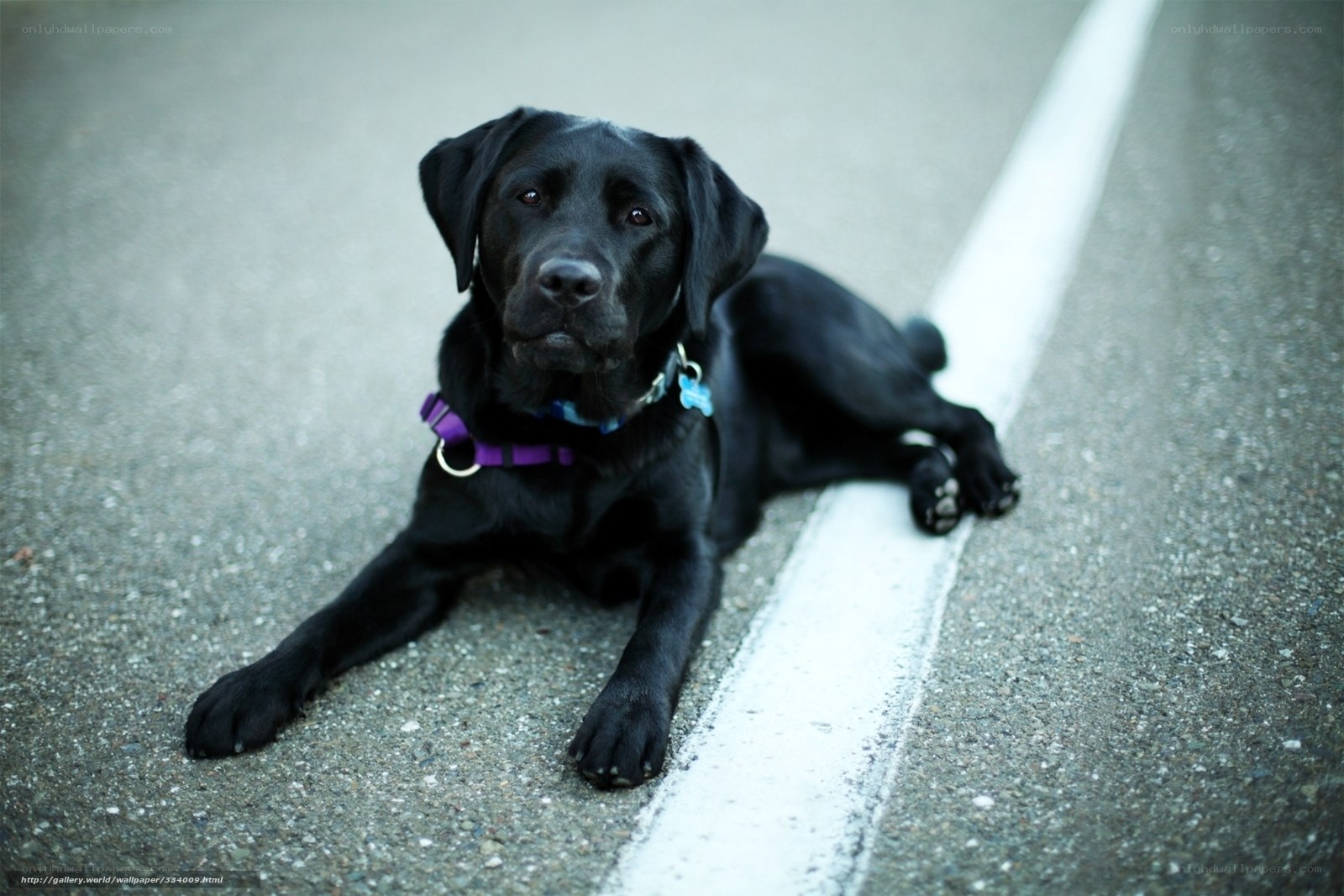 black labrador on pavement