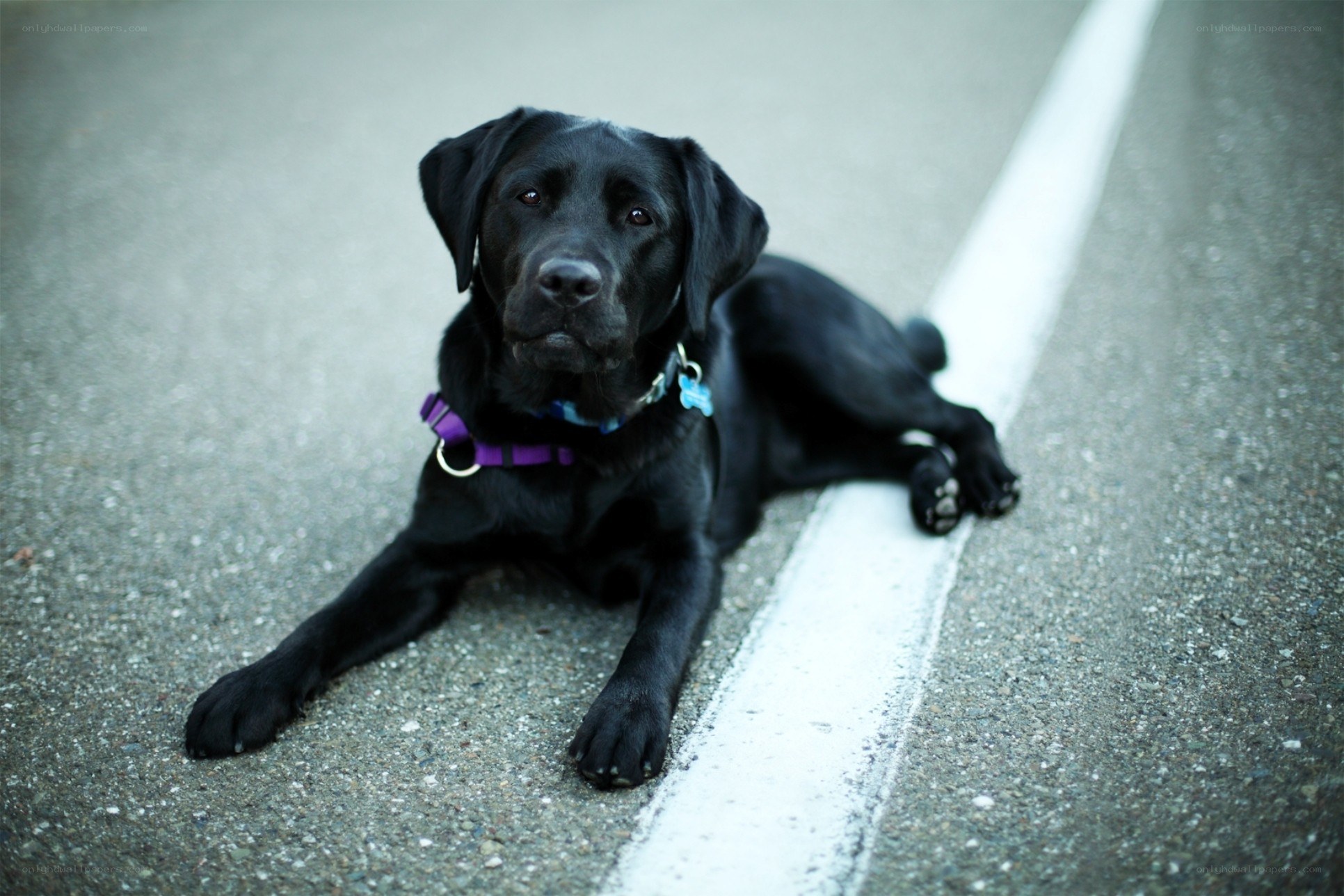 black labrador on road
