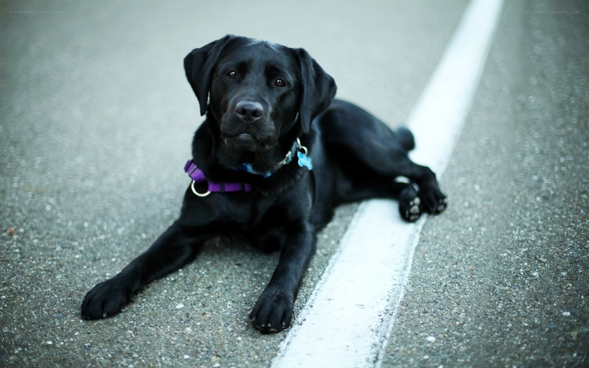 black labrador on road