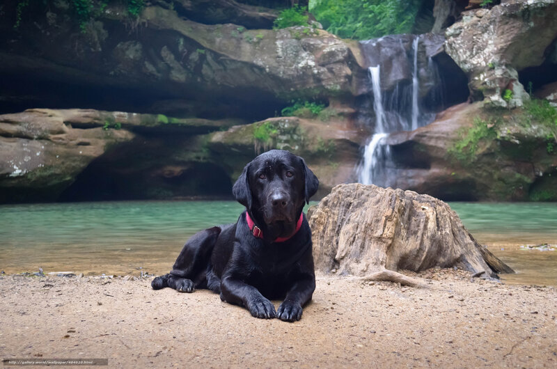 Black Labrador on Shore — Serene