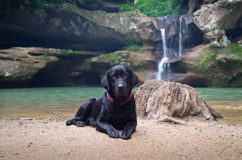 Black Labrador on Shore