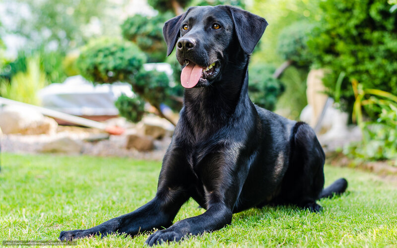 Black Labrador on the grass