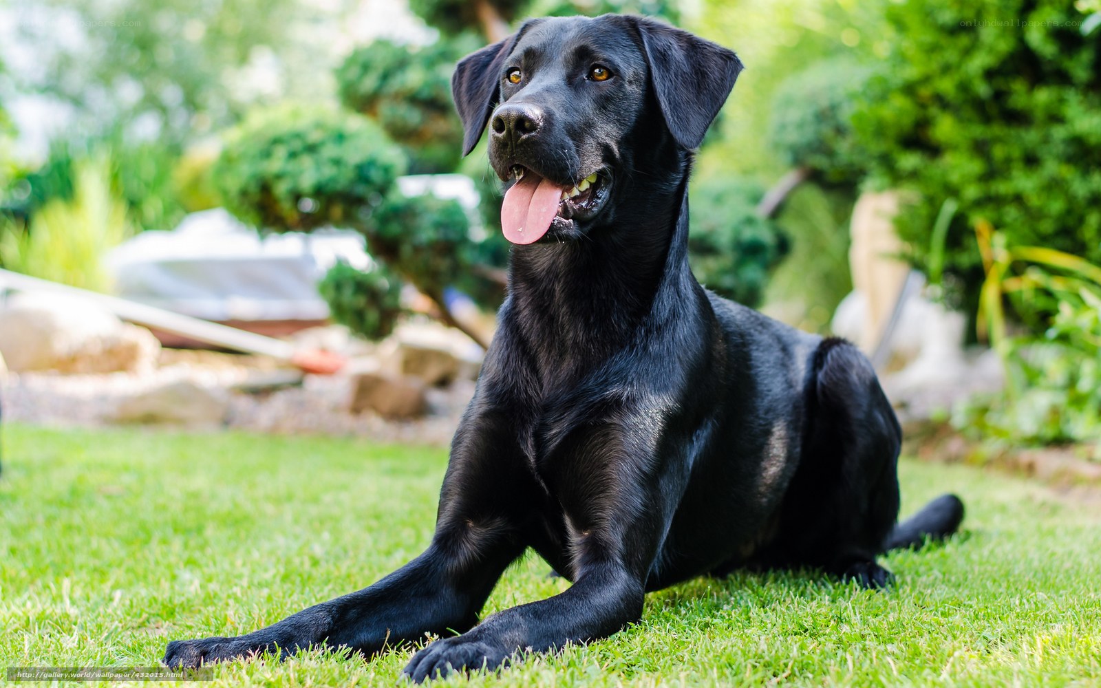 Black Labrador on the grass