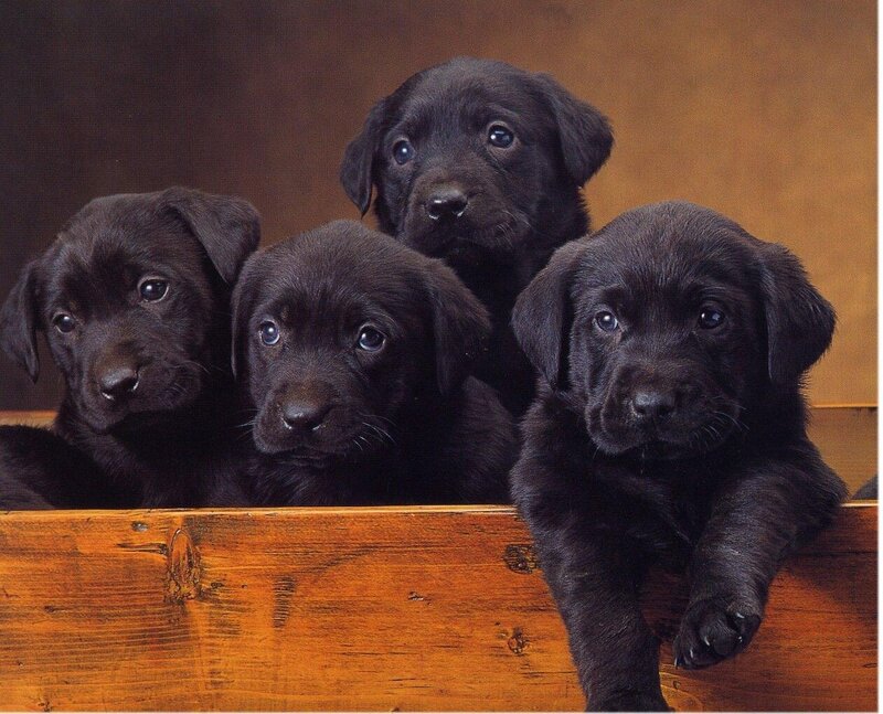 Black Labrador Puppies — Brown