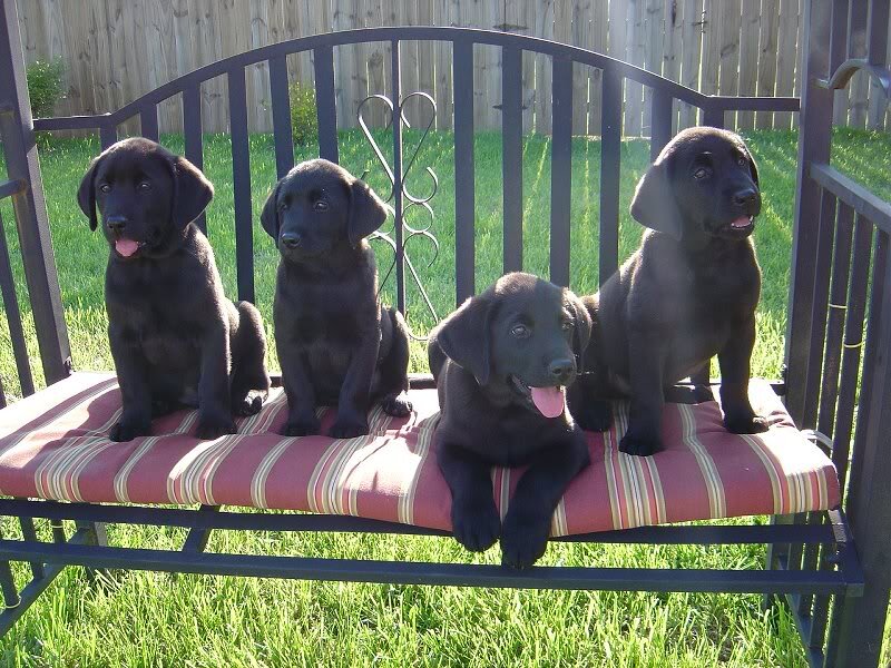 Black Labrador Puppies — Calm