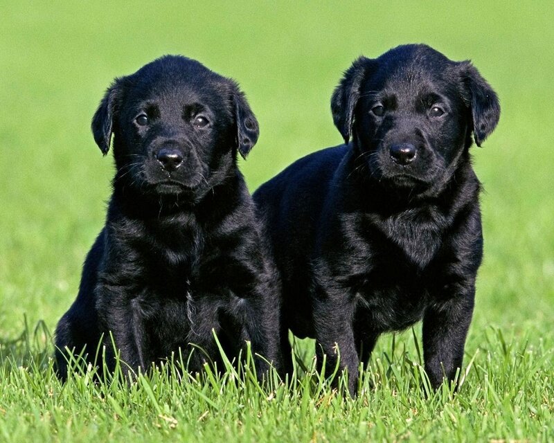 Black Labrador Puppies — Green