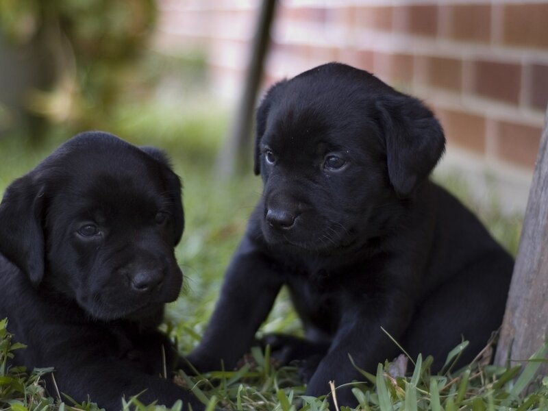 Black Labrador Puppies