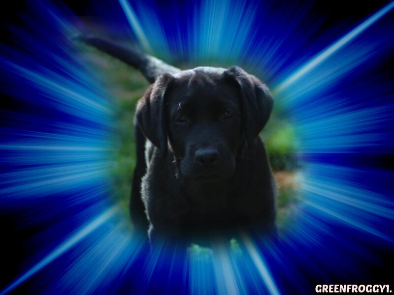 Black Labrador Puppy — Blue