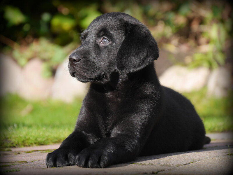 Black Labrador Puppy — Calm, Afternoon