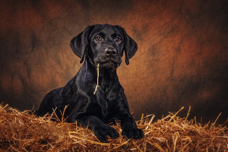 Black Labrador Puppy — Calm, Photograph, Hay