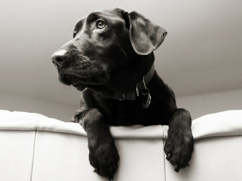 Black Labrador Puppy — Calm, Photograph