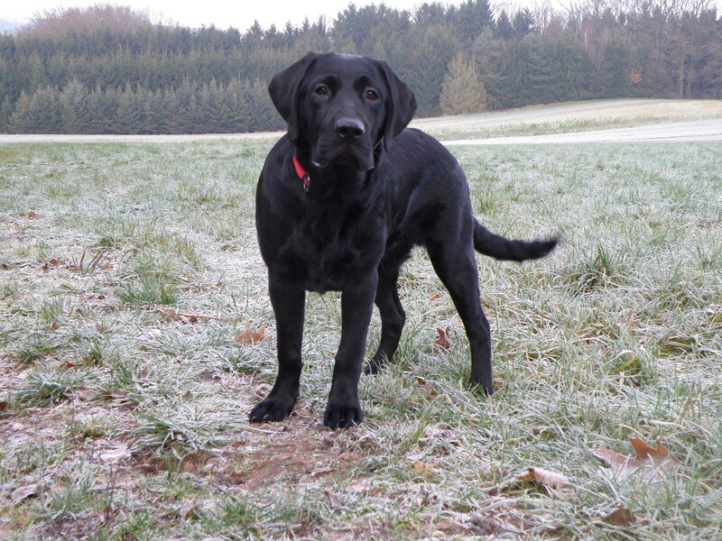 Black Labrador Puppy — Calm