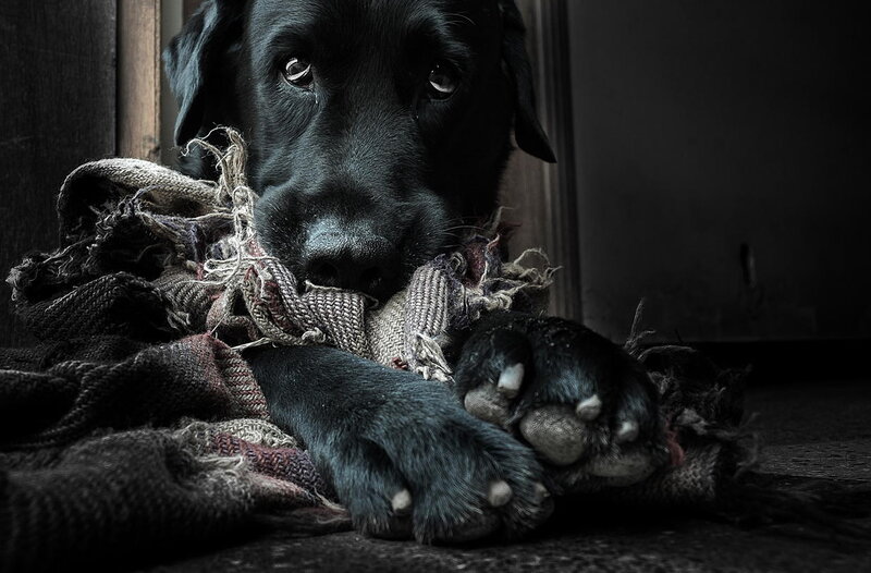 Black Labrador Puppy — Dramatic