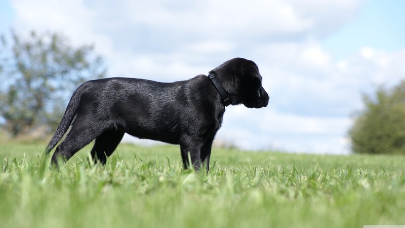 Black Labrador Puppy — Green