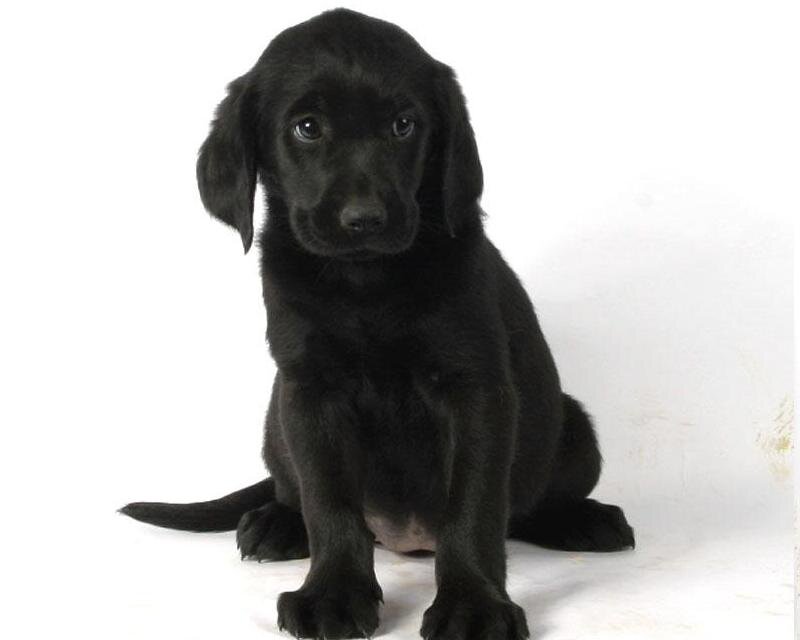 Black Labrador Puppy — Neutral