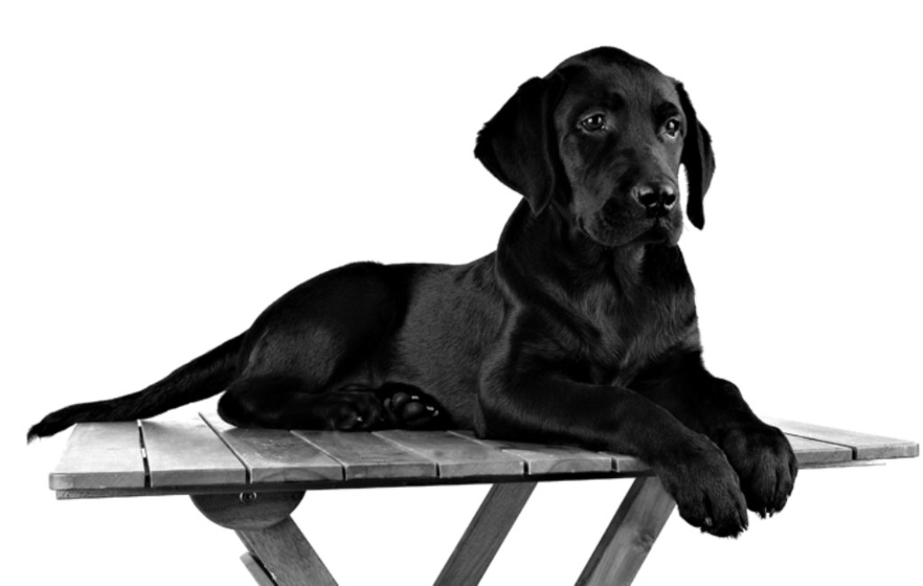 black labrador puppy on table