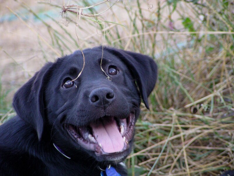 Black Labrador Puppy — Playful