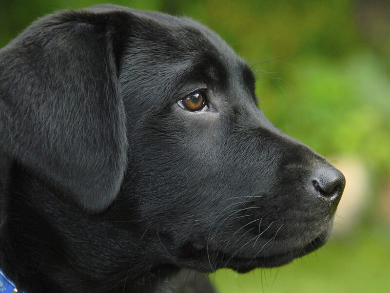 black labrador puppy profile