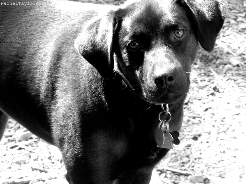 Black Labrador Puppy