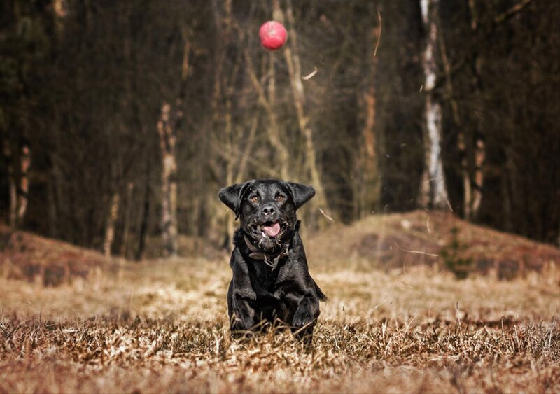 Black Labrador Retriever — Active